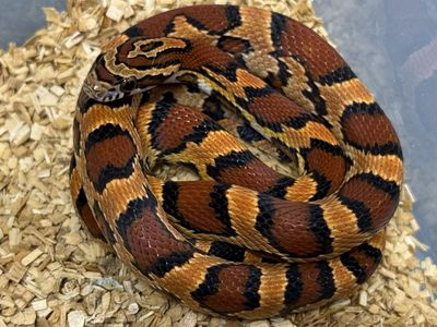 Okeetee cornsnakes