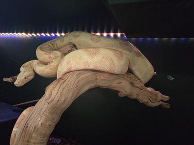 Large Adult Female Sunglow Khal Boa