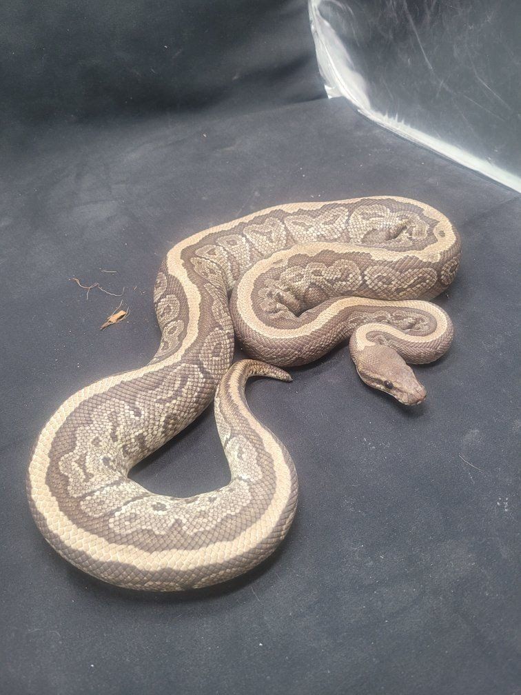 Ball python