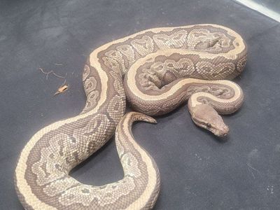 Ball python