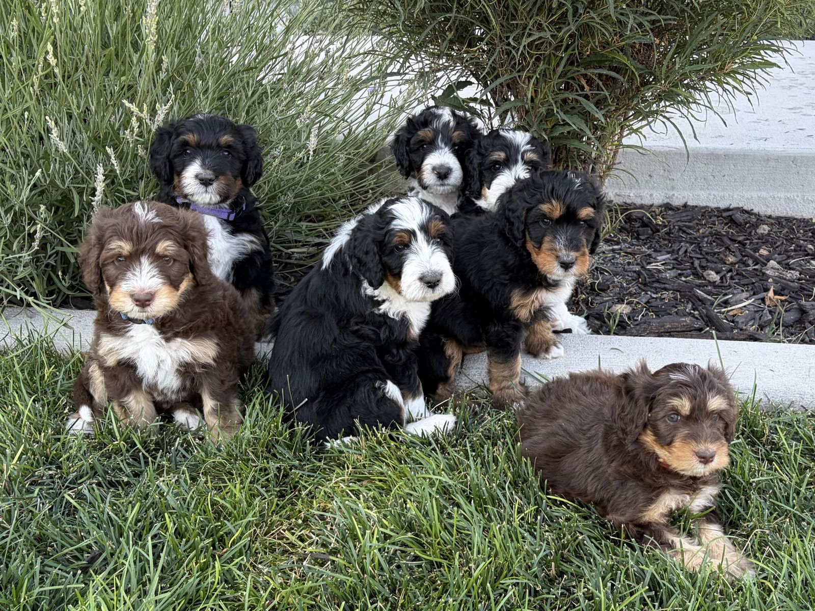Ready Now Bernedoodle Puppies