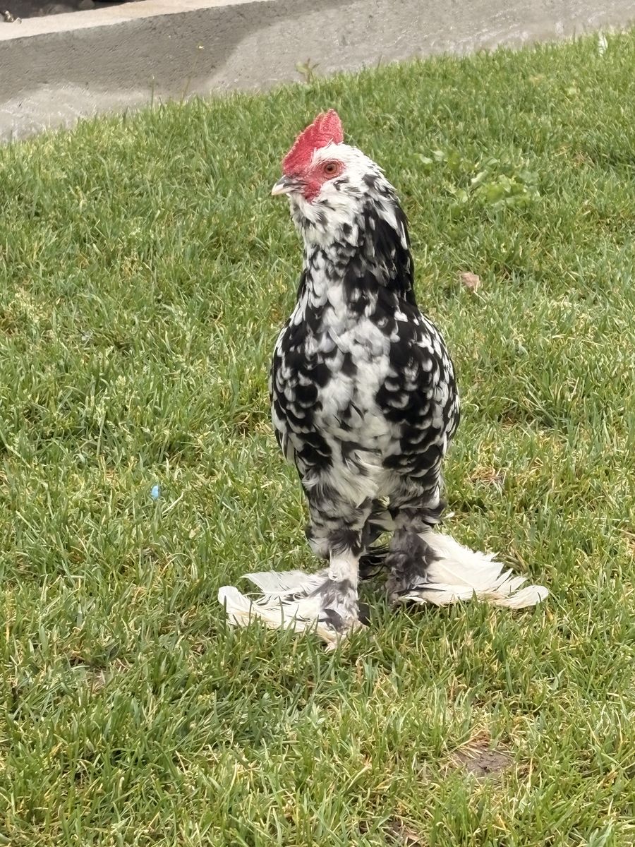 Rooster