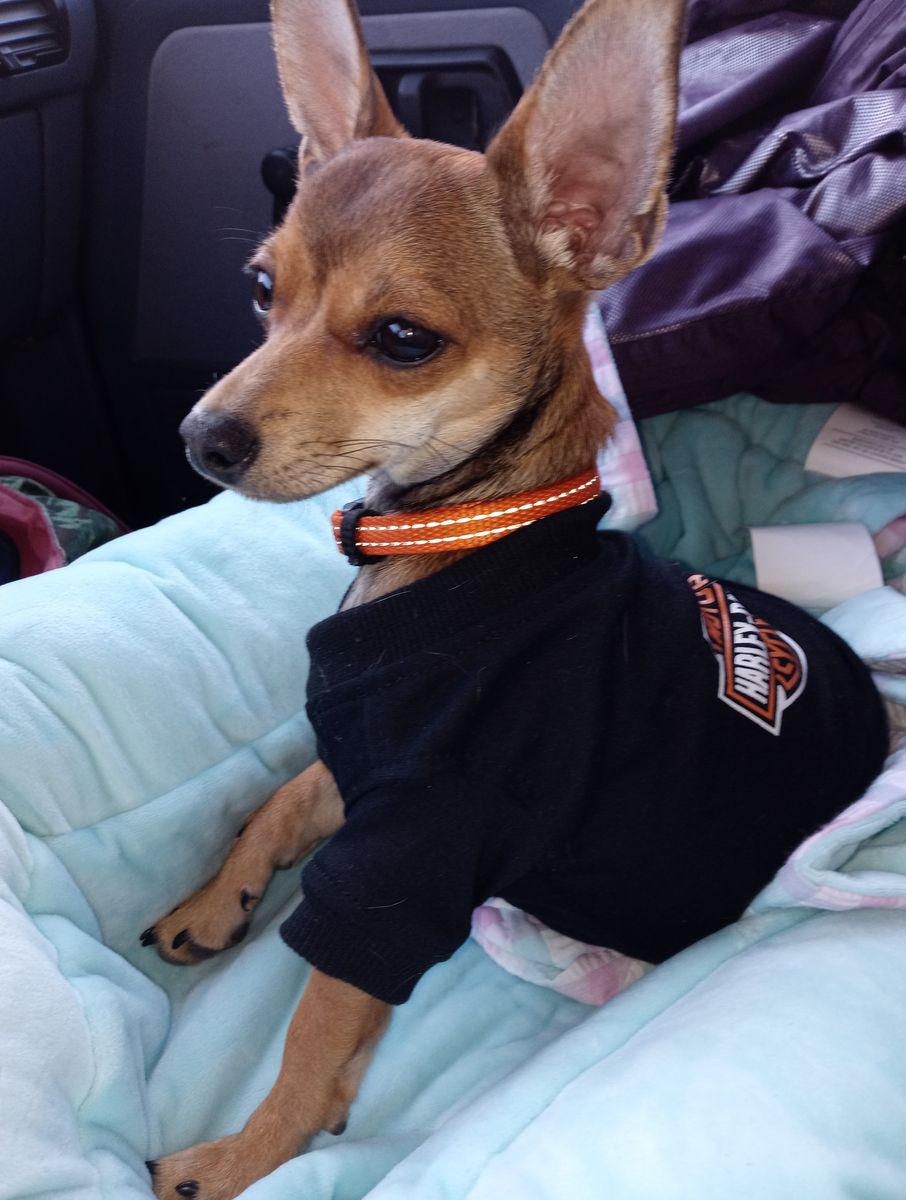 Missing Little Brown Chihuahua
