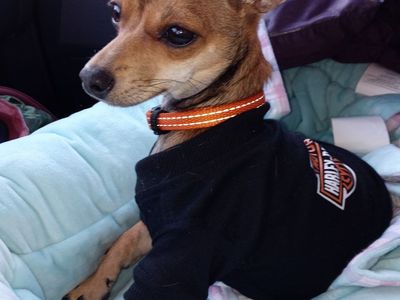 Missing Little Brown Chihuahua