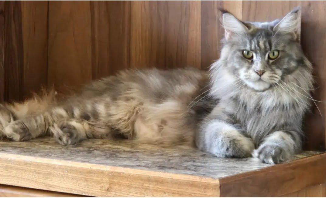 CFA Mainecoon Kittens- 2 MALES LEFT!