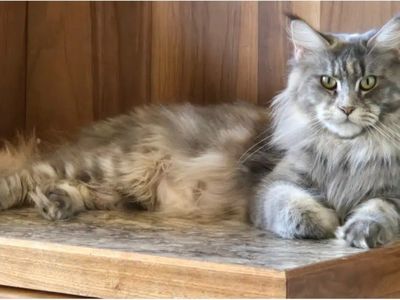 CFA Mainecoon Kittens- 2 MALES LEFT!