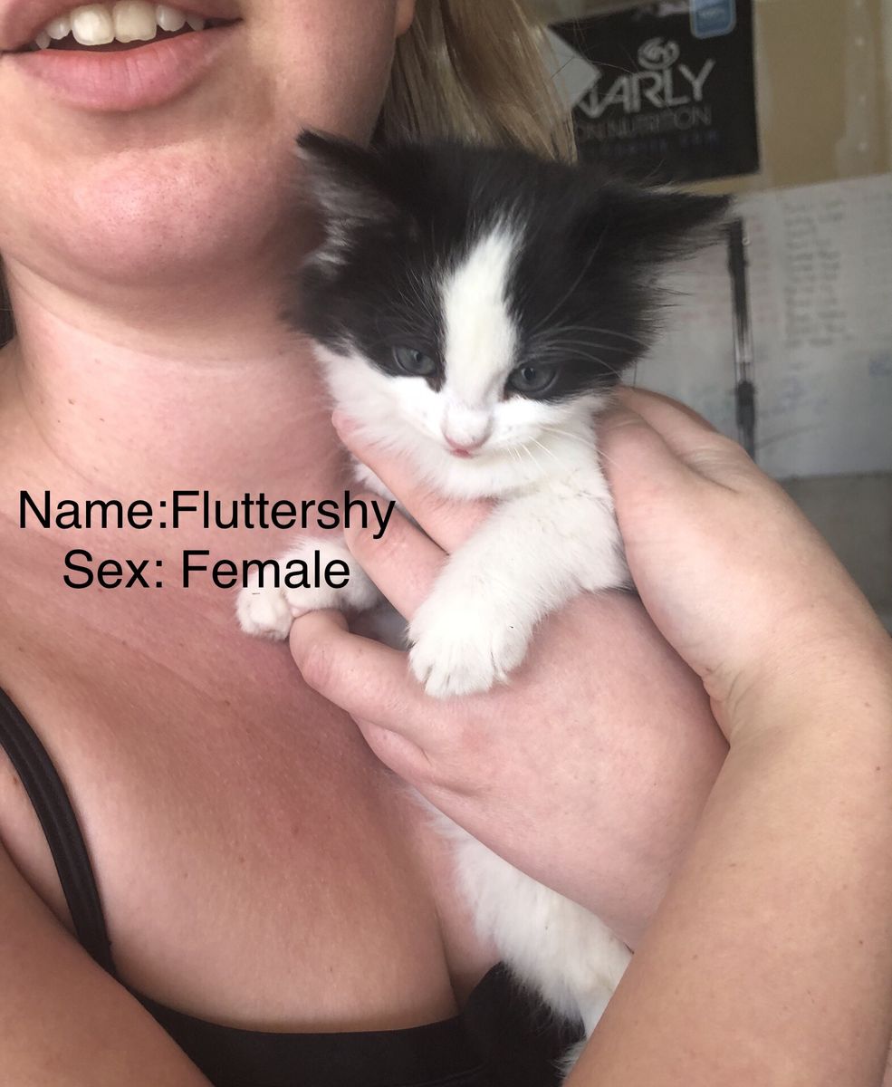 Kittens