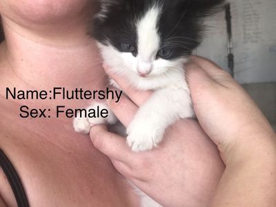 Kittens