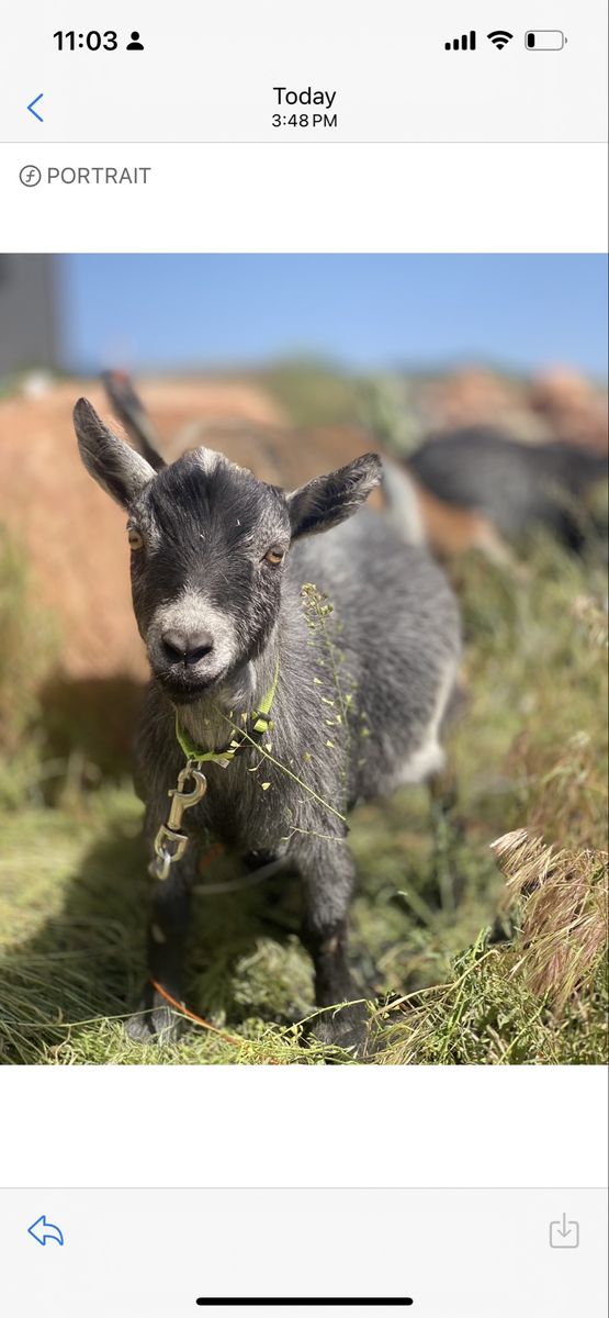 Two Mini Nigerian Wethers