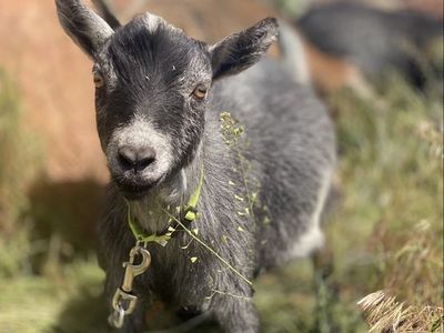 Two Mini Nigerian Wethers
