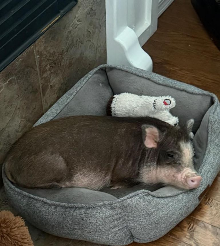 26 week old female micro pig with accessories $1500 OBO