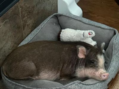 26 week old female micro pig with accessories $1500 OBO