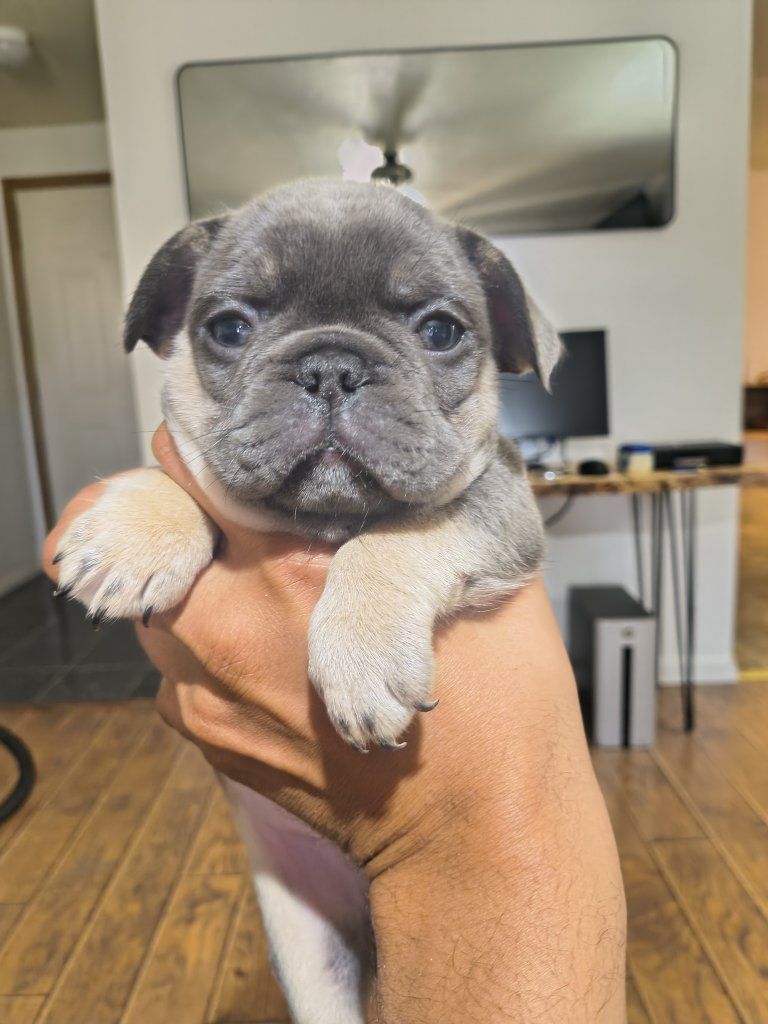 AKC pure bred Frenchbulldogs 6.5 weeks old!