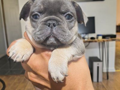 AKC pure bred Frenchbulldogs 6.5 weeks old!