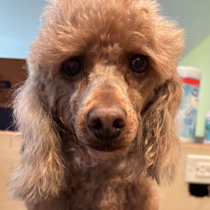 AKC Mini poodle girl 