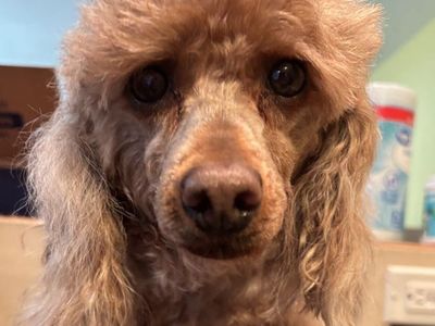 AKC Mini poodle girl