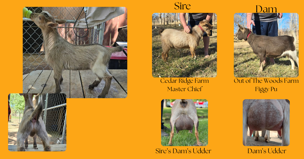 2 Bucklings Available