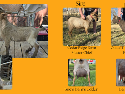 2 Bucklings Available