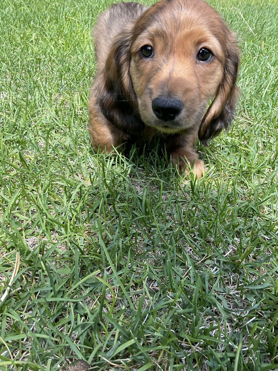 AKC Long Hair Male Miniature Dachshund