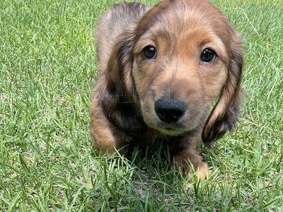 AKC Long Hair Male Miniature Dachshund