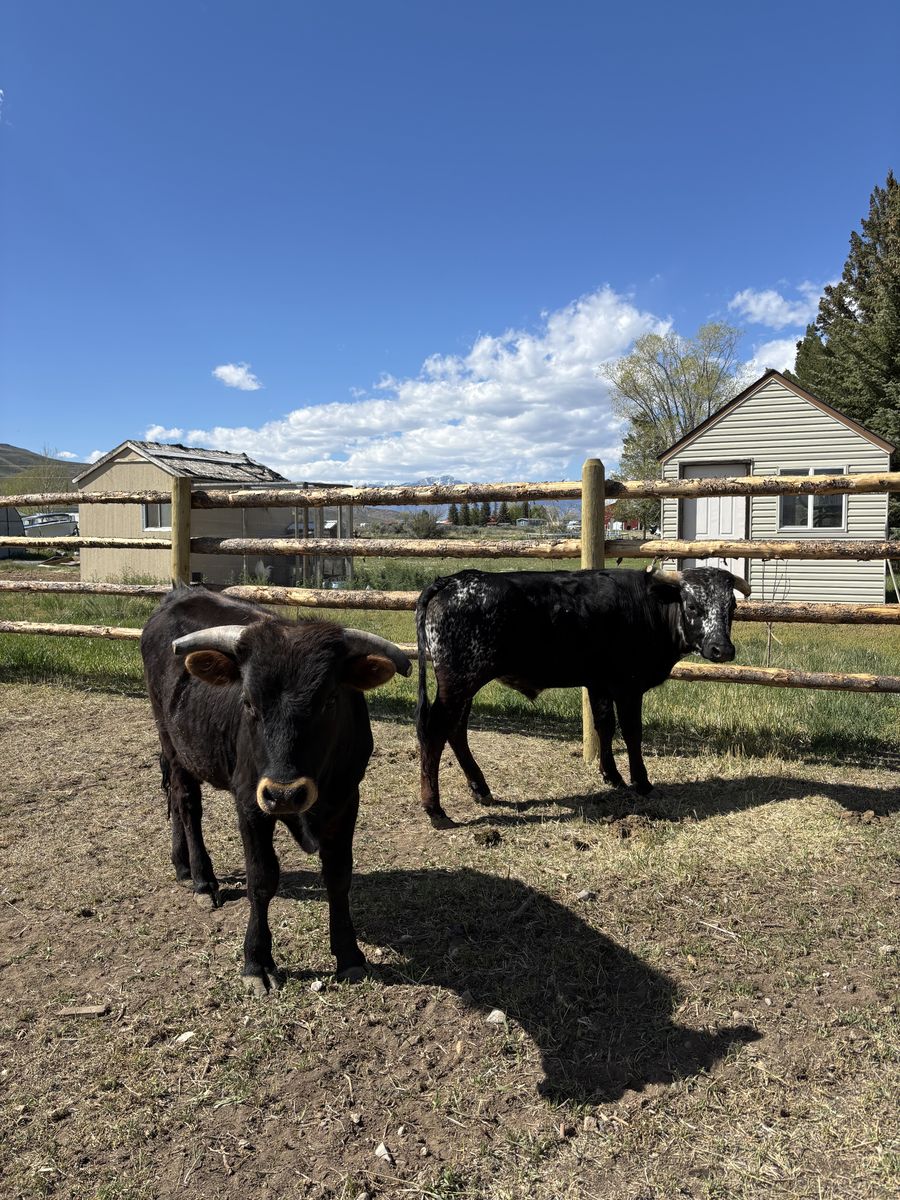 Roping steers