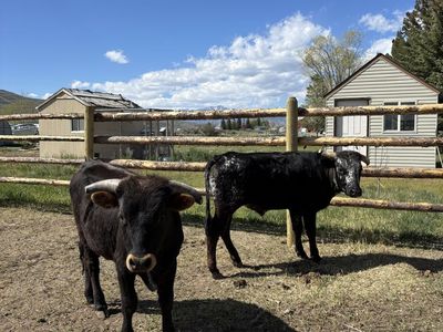 Roping steers