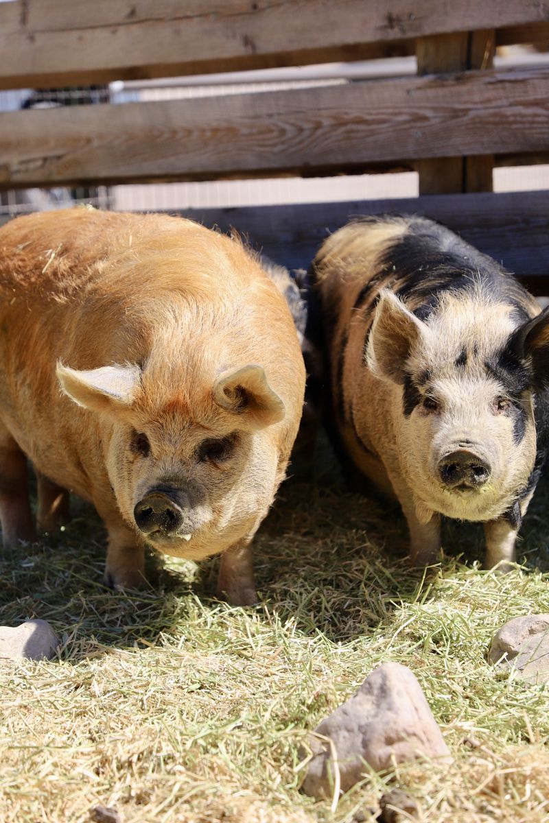 KuneKune boar and sows