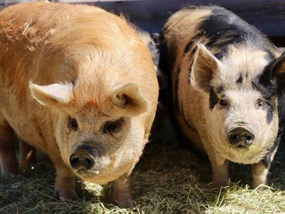 KuneKune boar and sows