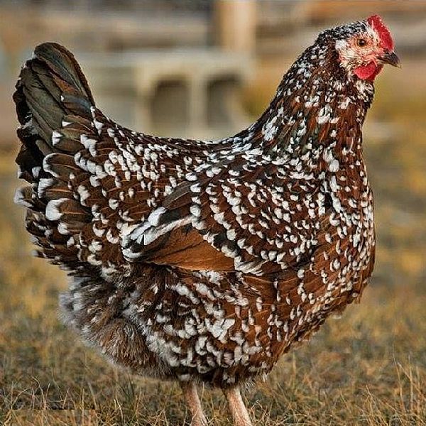 5 month old hens
