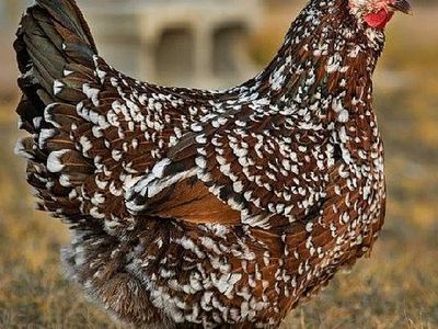 5 month old hens