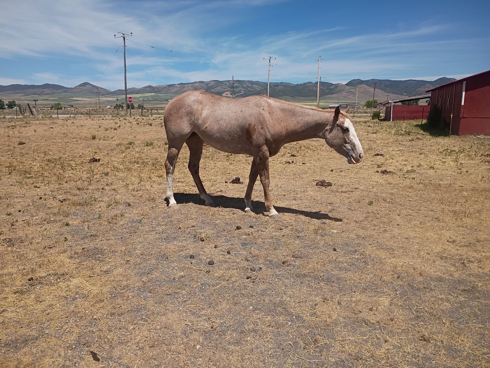 3yr old grade mare