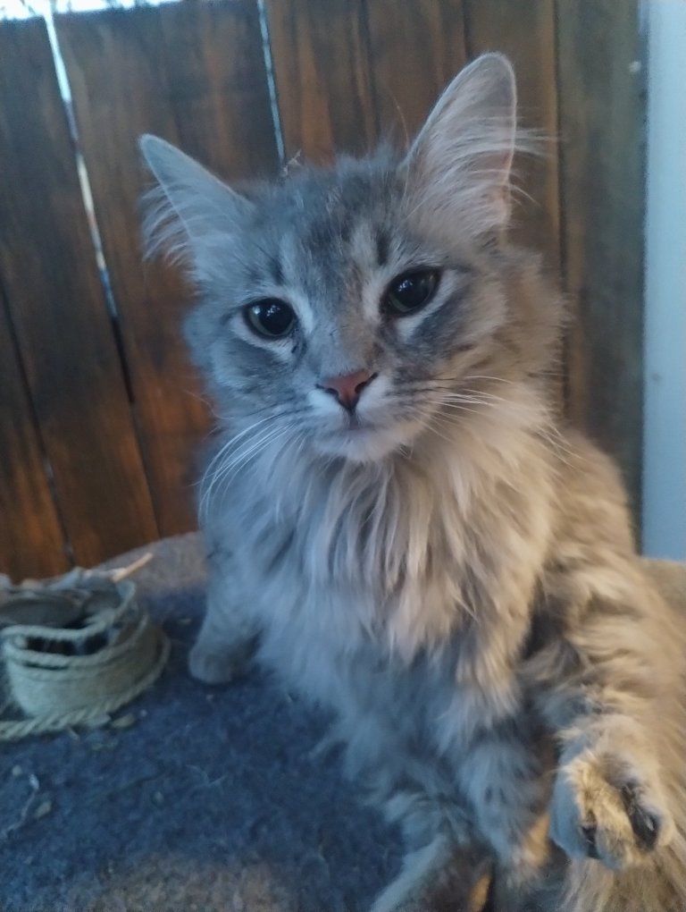 Kitty , female