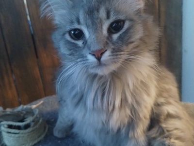 Kitty , female