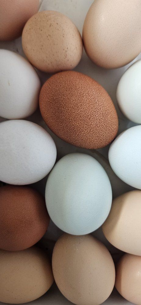 Free range and soy free farm eggs