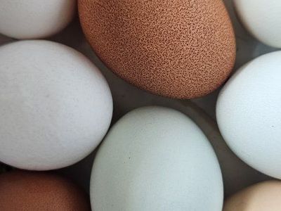 Free range and soy free farm eggs
