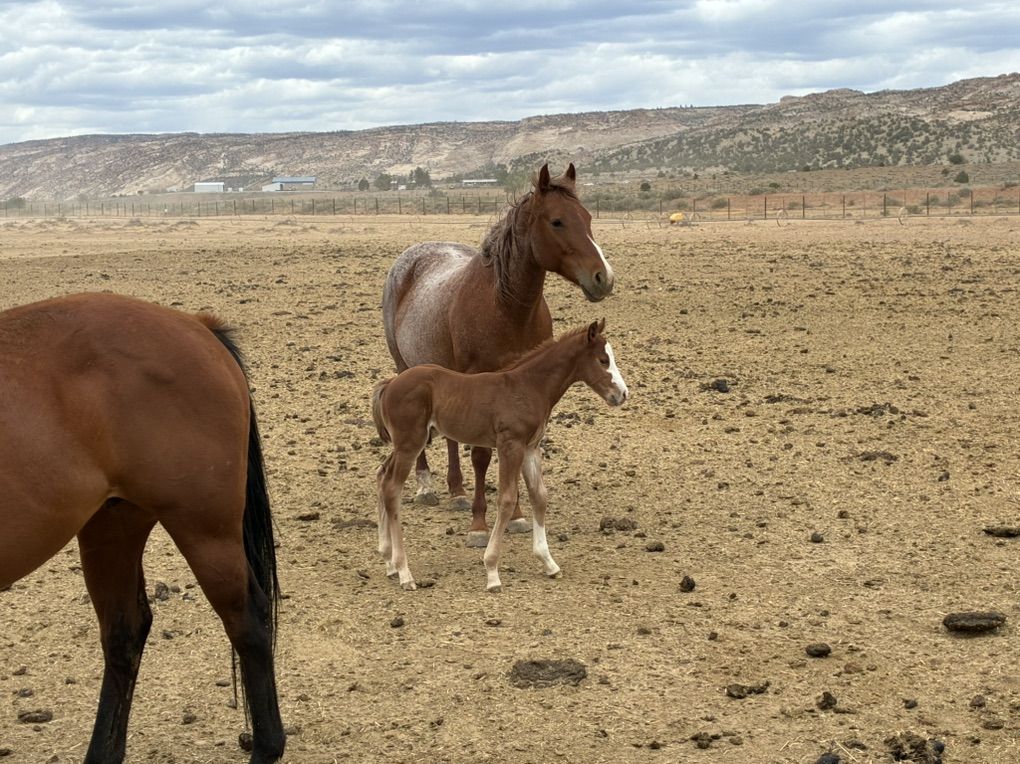 Brood Mare