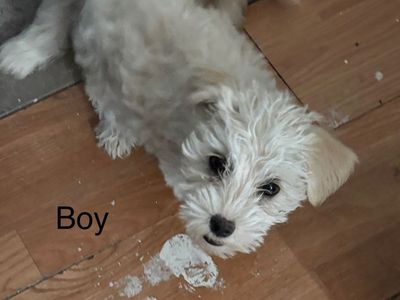 Miniature poodle, chihuahua mix puppies