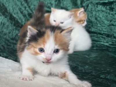 6 Adorable Kittens! *Rare Patterns* Reserve Now