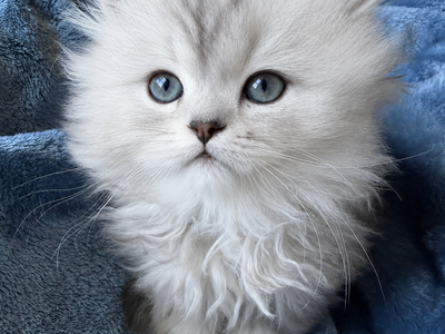 Dollface Persian Kittens