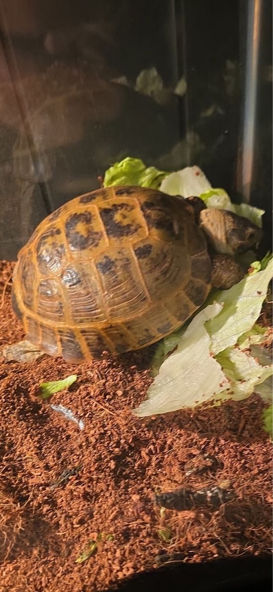Russian Tortoise - 4 Years Old
