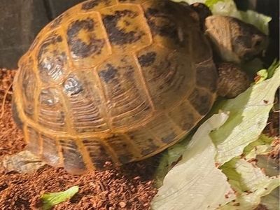 Russian Tortoise - 4 Years Old