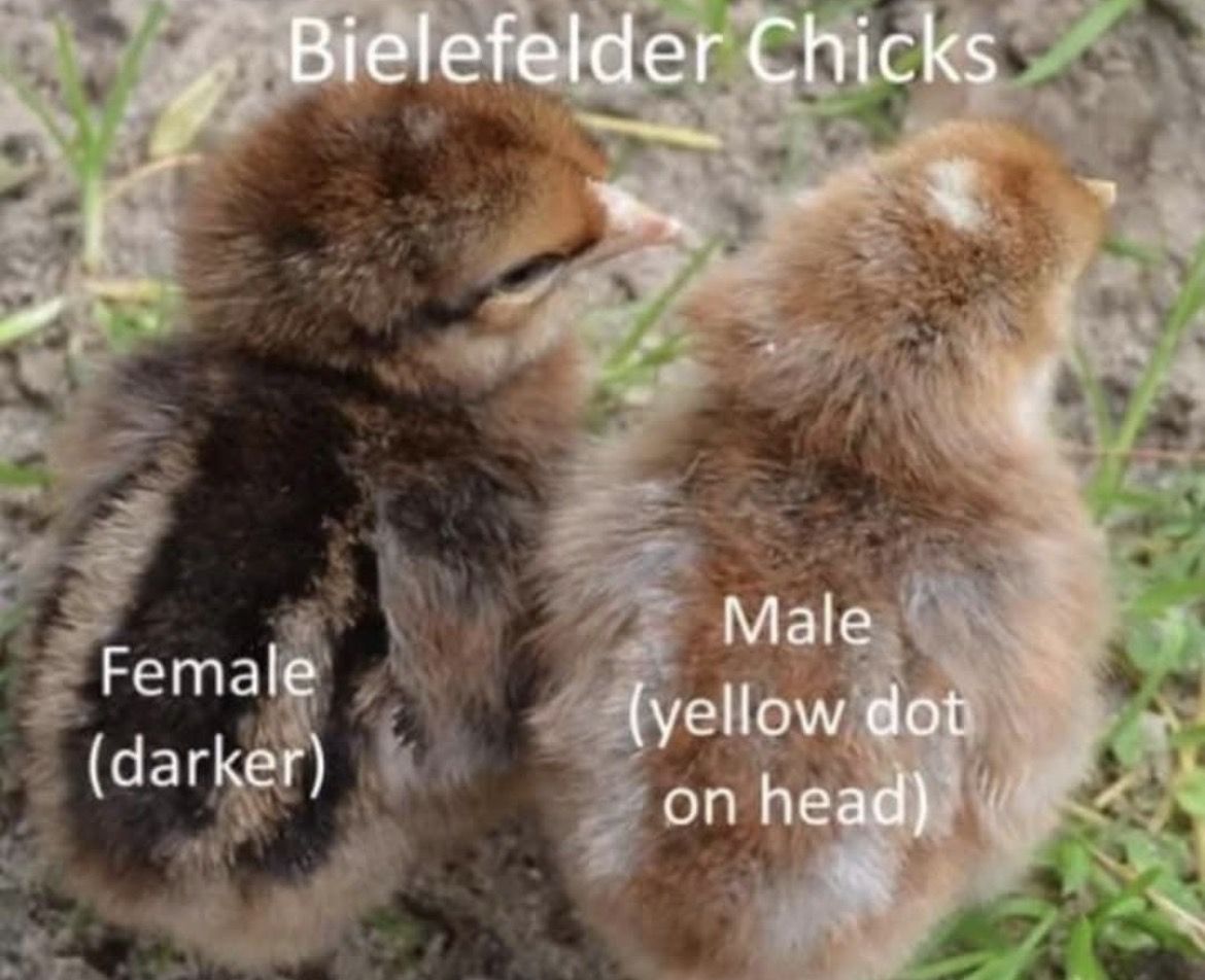 Female Beilfelder Chicks