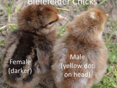 Female Beilfelder Chicks