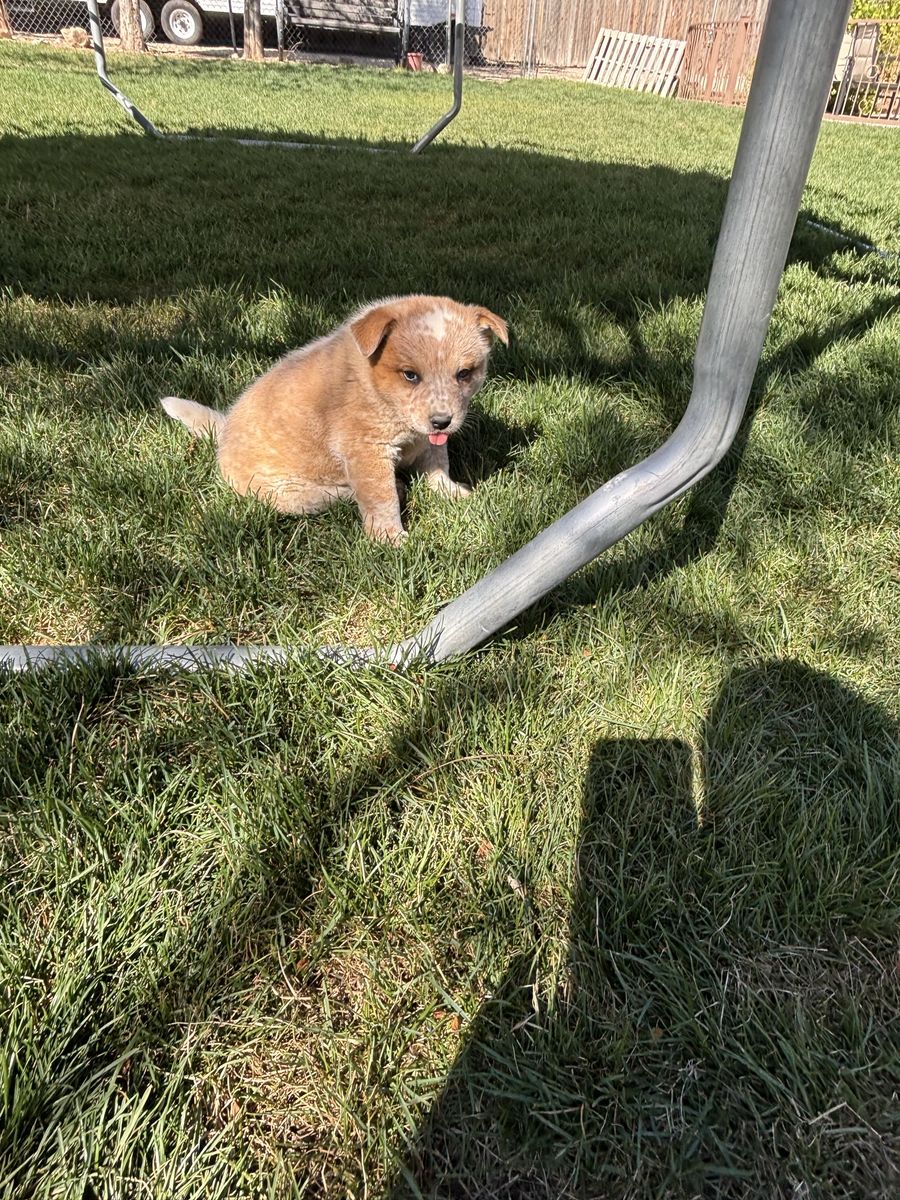AKC Male Red Heeler