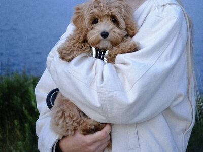 Brand New 6lb Cavapoo Stud FF +/- Bb 20% Cavalier