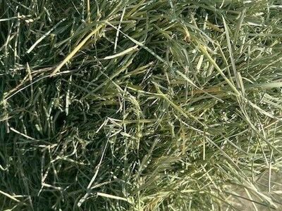 Orchard grass, 21 Small Bale Bundle