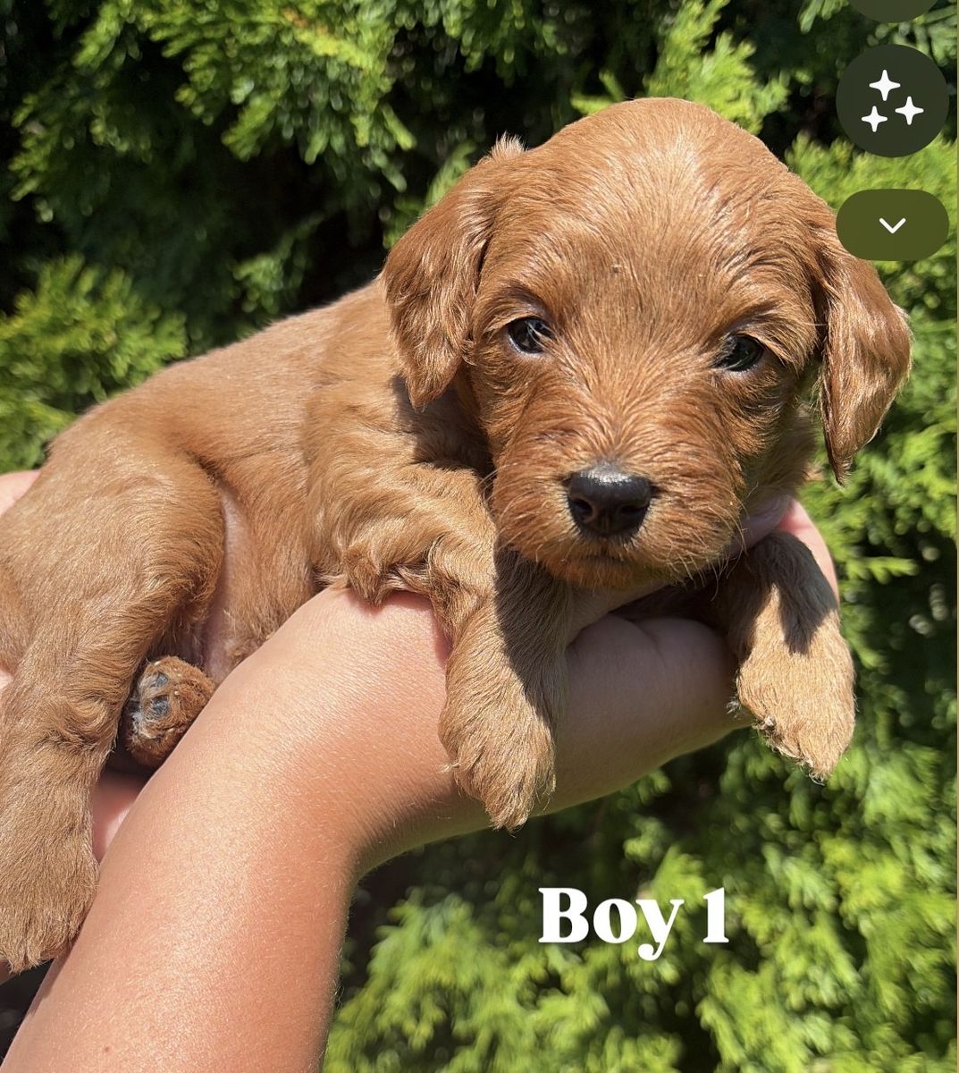 Adorable Cavadoo Puppies - Male and female Pups Ready for New Homes