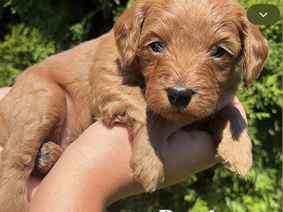 Adorable Cavadoo Puppies - Male and female Pups Ready for New Homes