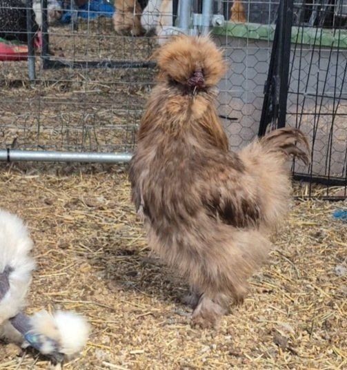 Silkie Roosters (3)