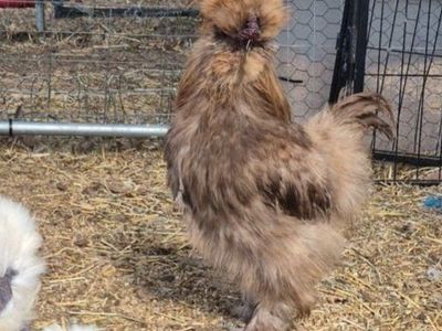 Silkie Roosters (3)